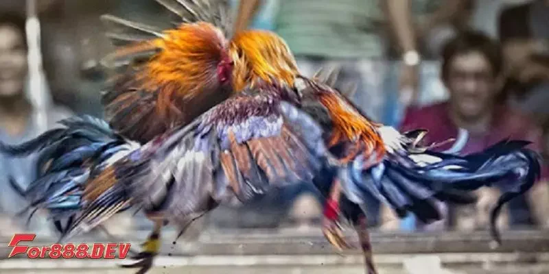 Biết chính xác màu mạng gà ngày hôm nay