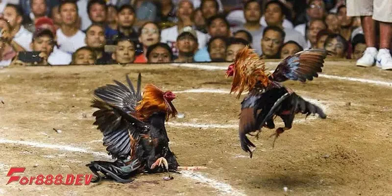 Biết được các mánh khóe chiêu trò bịp trong đá gà đòn Thái Lan