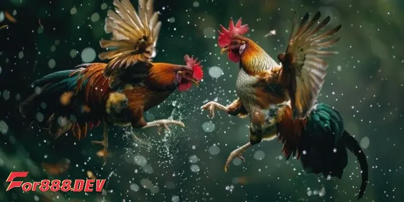 Cách chơi và luật trong đá gà tre