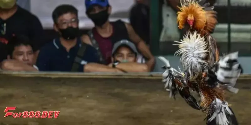 Tại sao gà màu ngon lại thi đấu tốt?